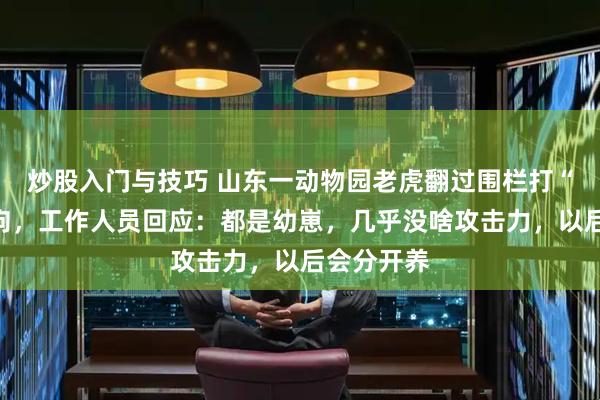炒股入门与技巧 山东一动物园老虎翻过围栏打“同事”鬣狗，工作人员回应：都是幼崽，几乎没啥攻击力，以后会分开养
